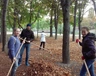 osinnya-toloka